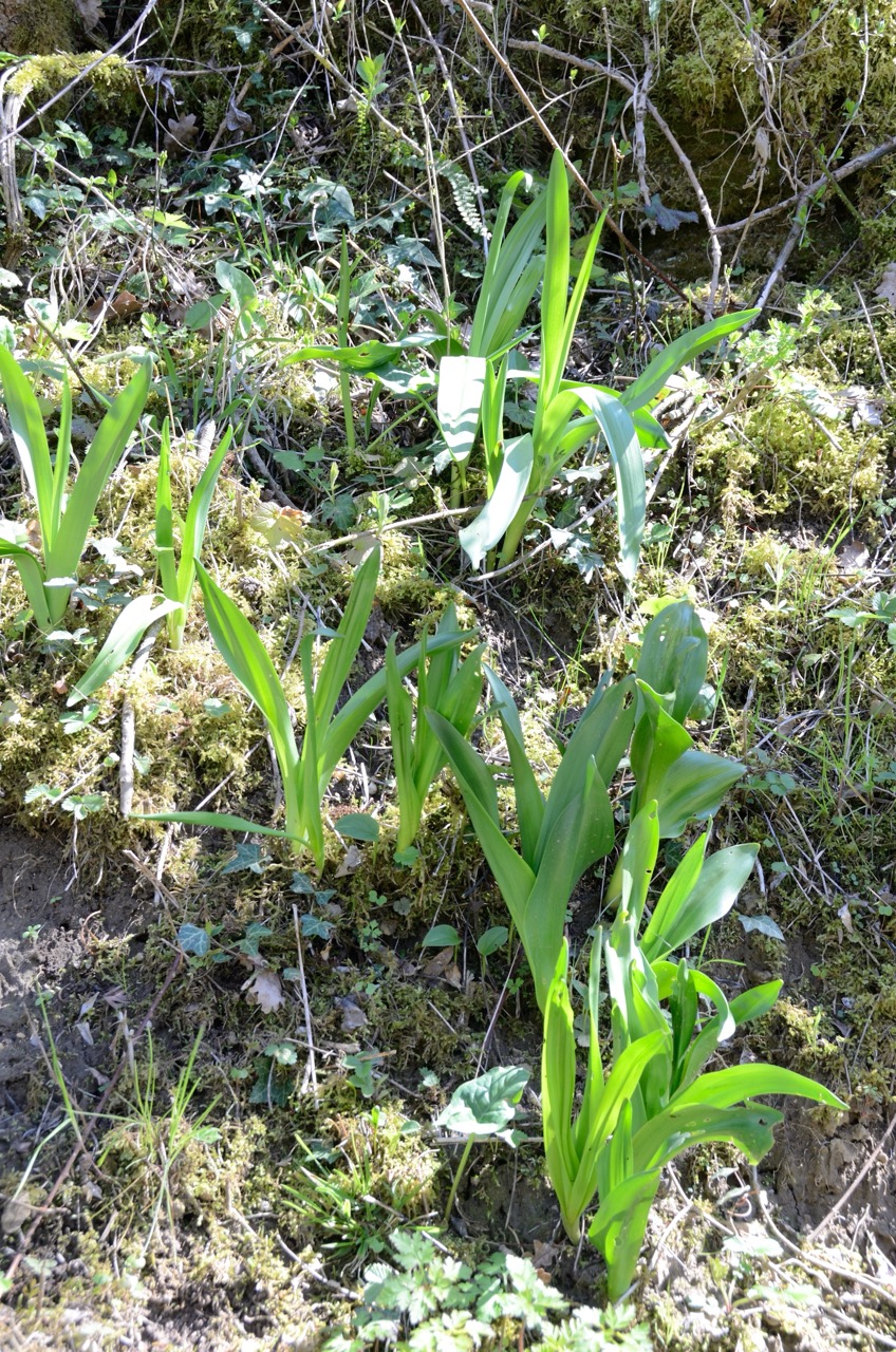 La colchique d'automne ou ail des ours