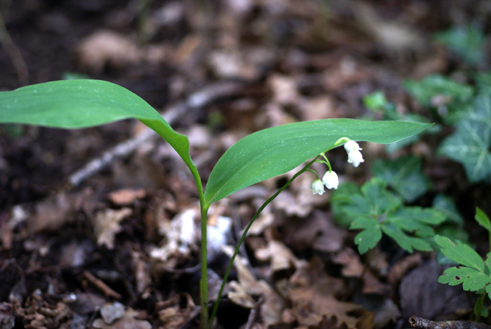 Le muguet, à ne pas confondre avec l'ail des ours