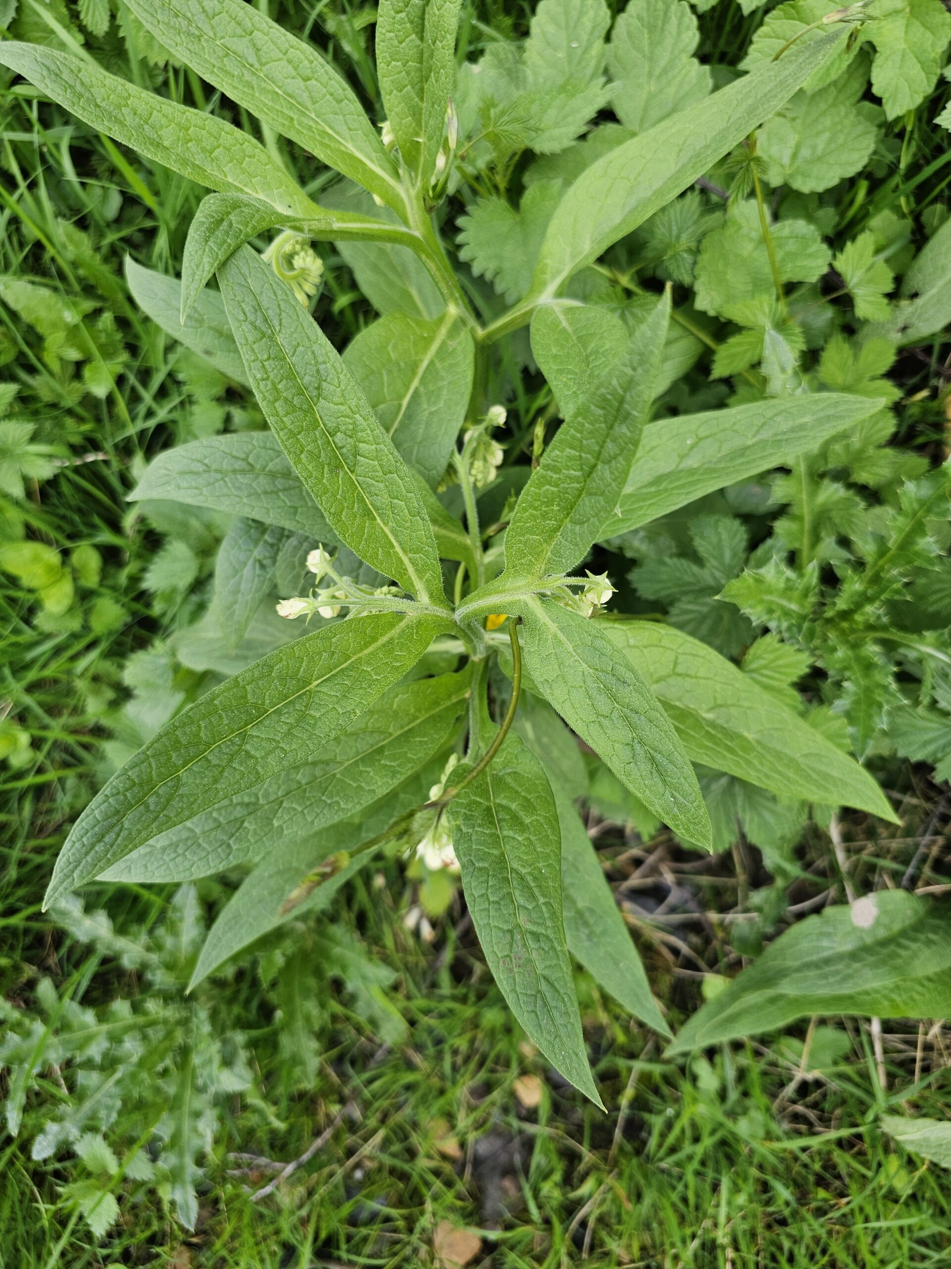 La feuille de consoude officinale