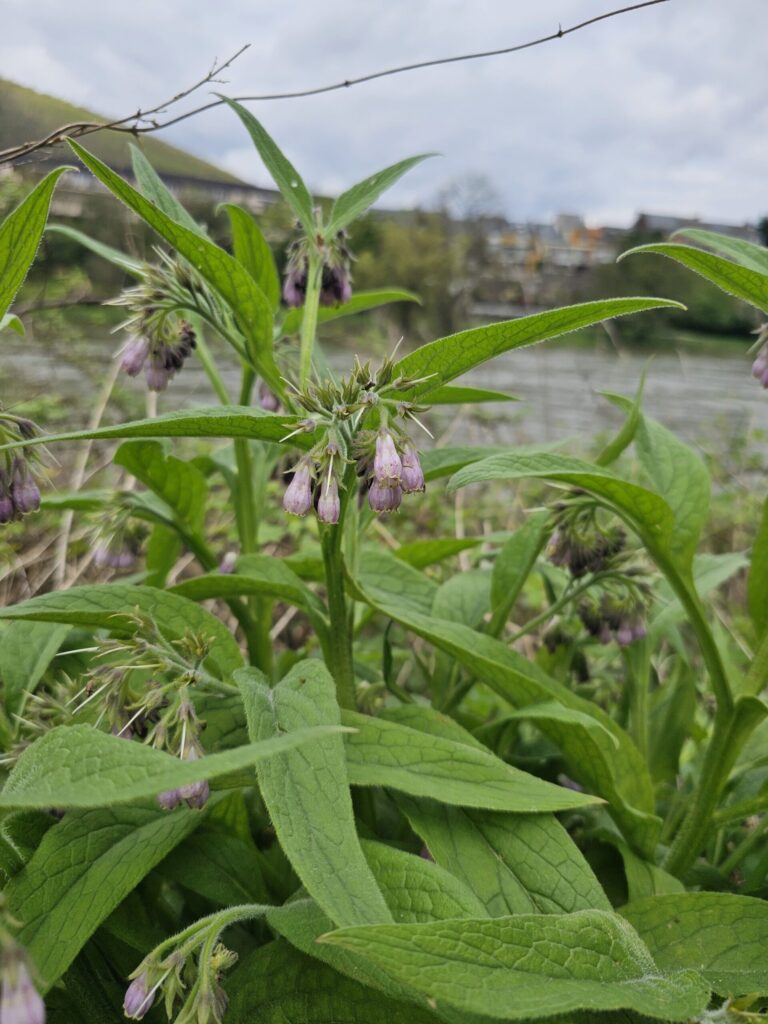 Consoude officinale, symphytum officinale