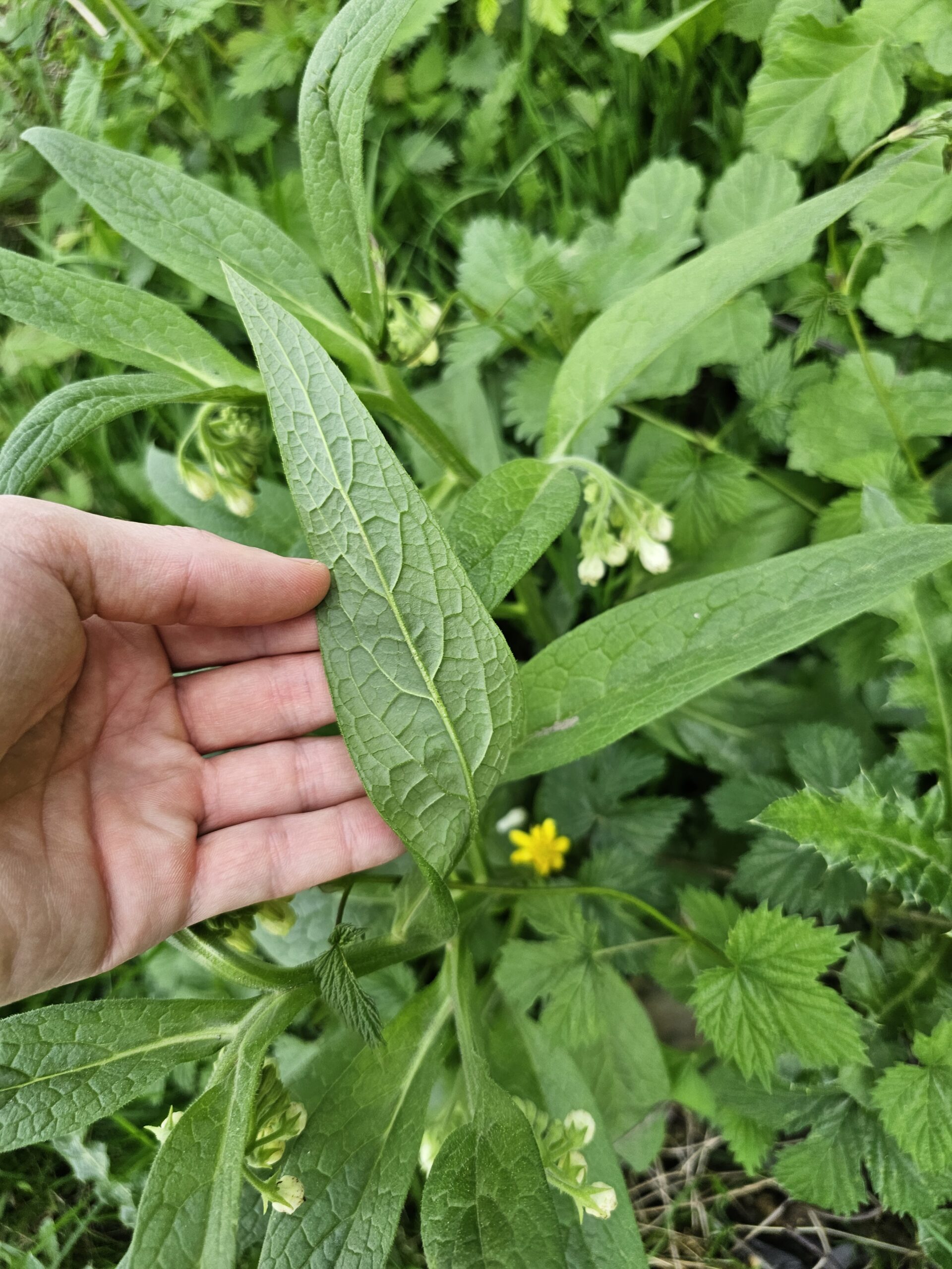 Dessous de feuille de consoude officinale
