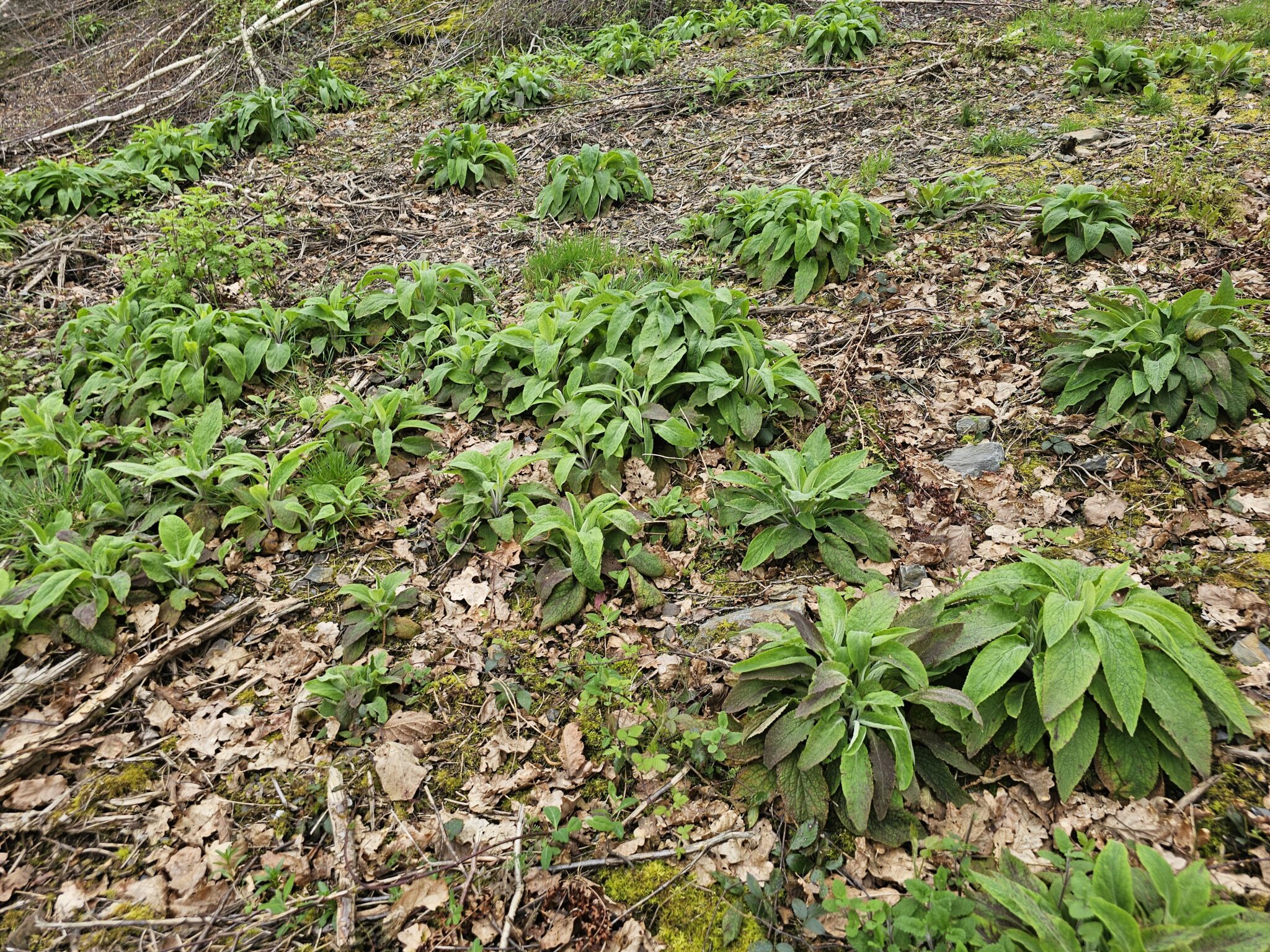 digitale pourpre papier toilette 