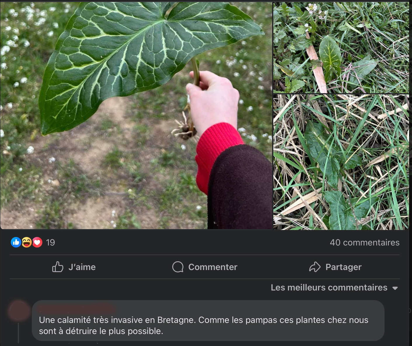 Commentaire d'une personne demandant de détruire la plante toxique