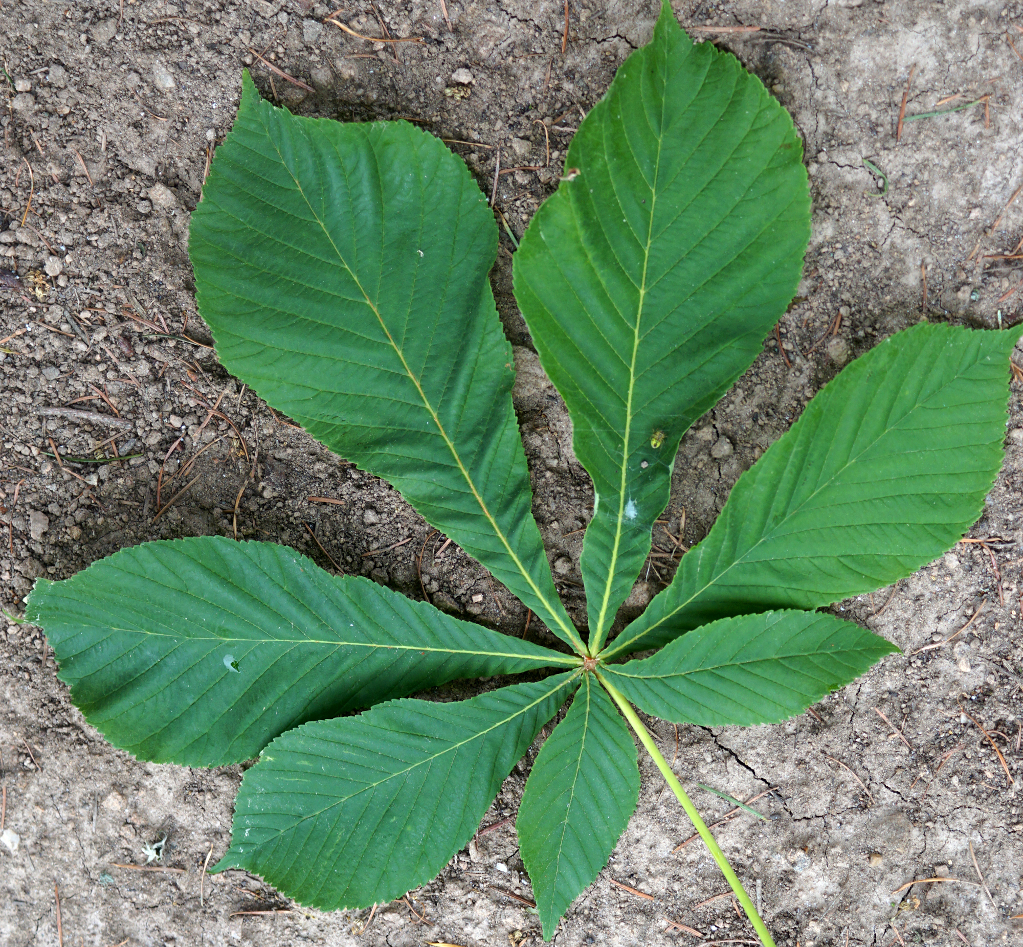 feuille marronnier, feuille d'un arbre comme alternative au papier toilette