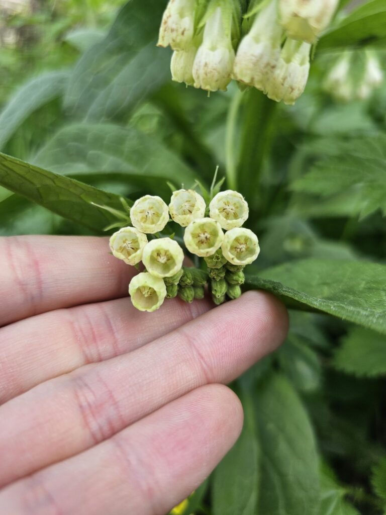 Fleurs de la consoude officinale