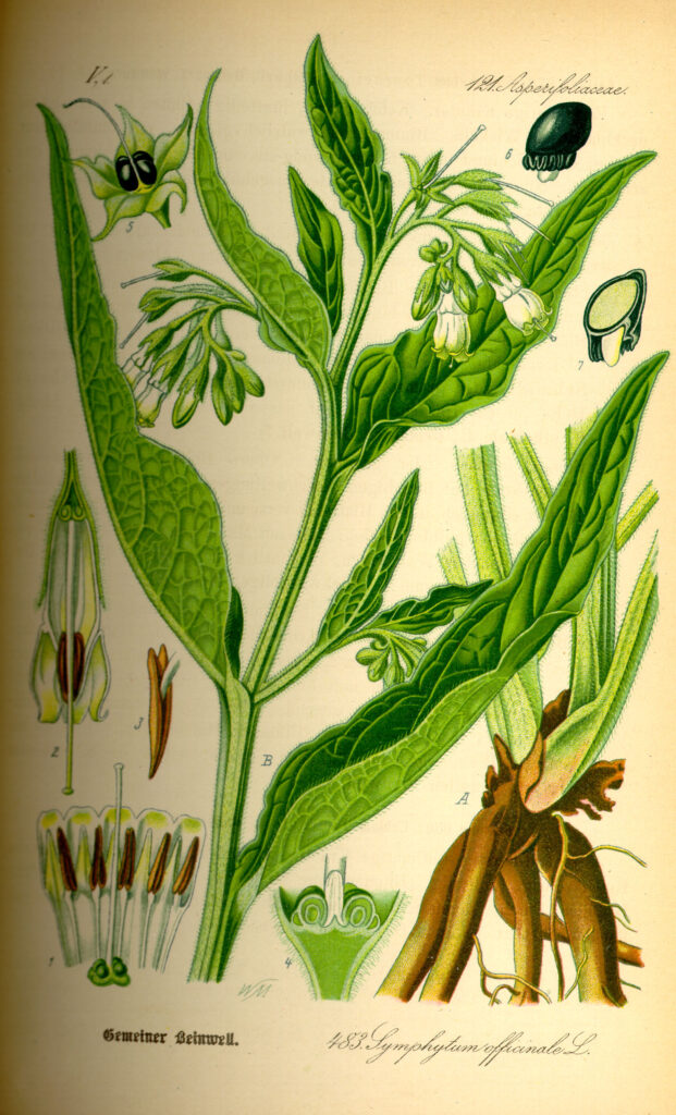Illustration botanique de la consoude officinale