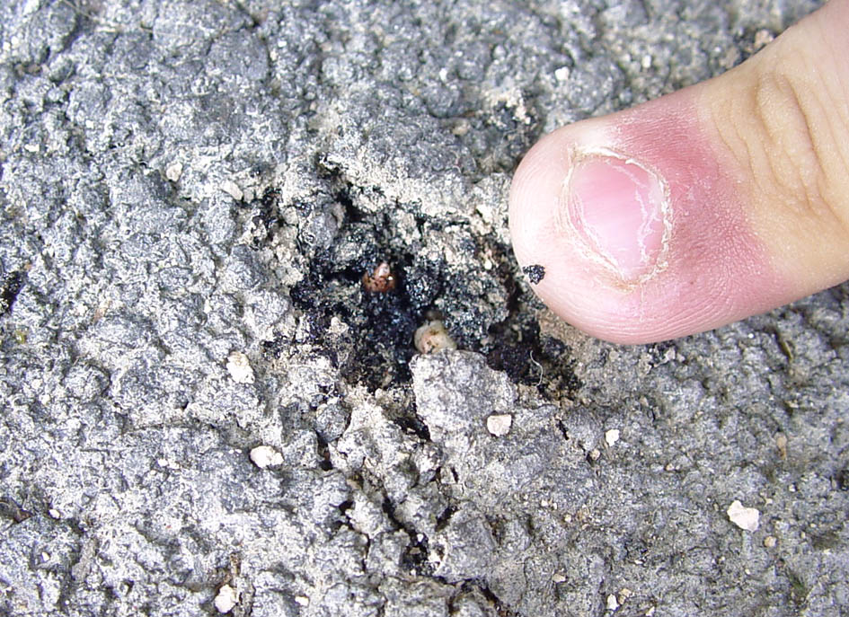 Rhizome de renouée du japon qui perce le bitume