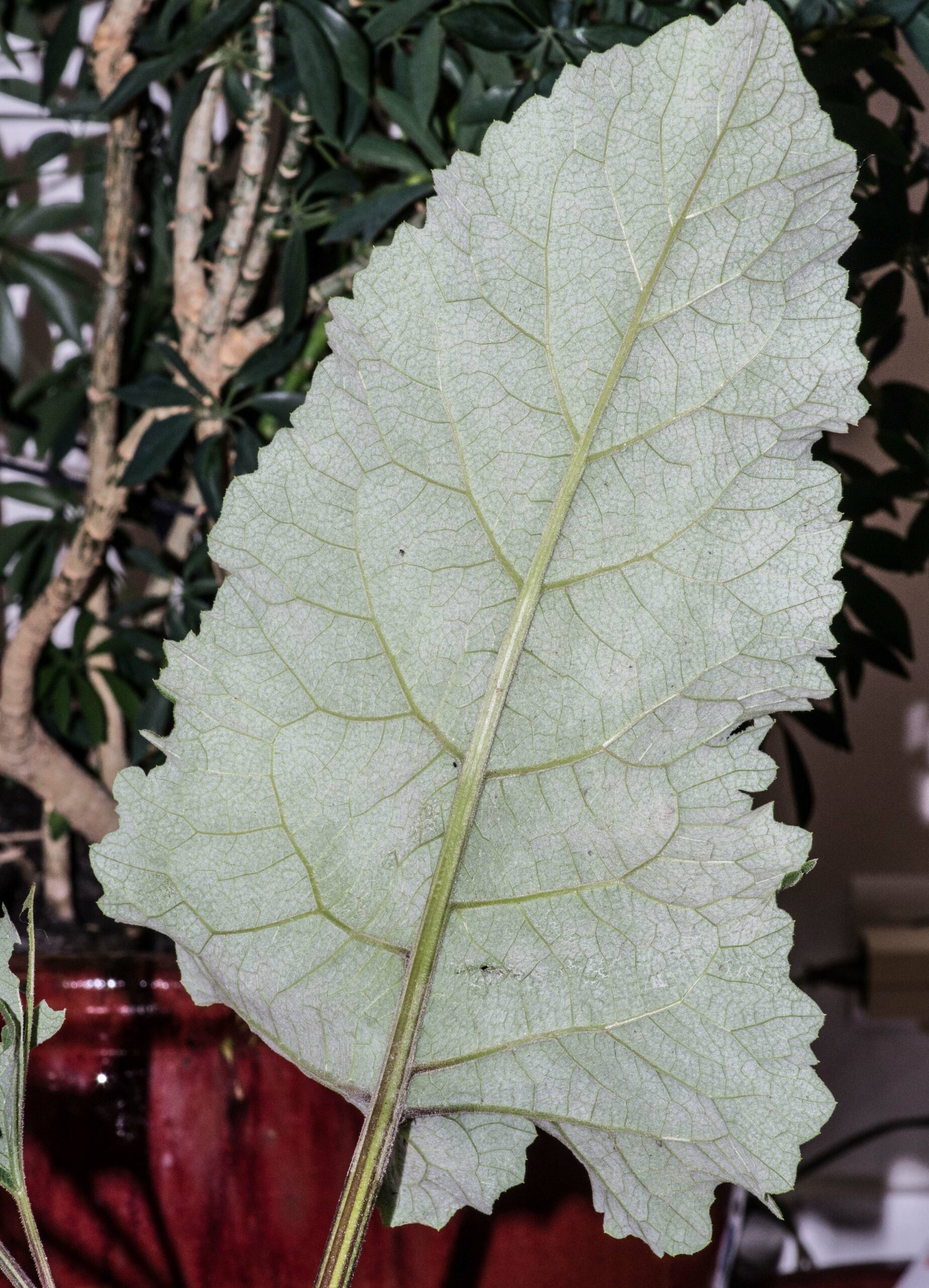 La bardane est une plante alternative au papier toilette