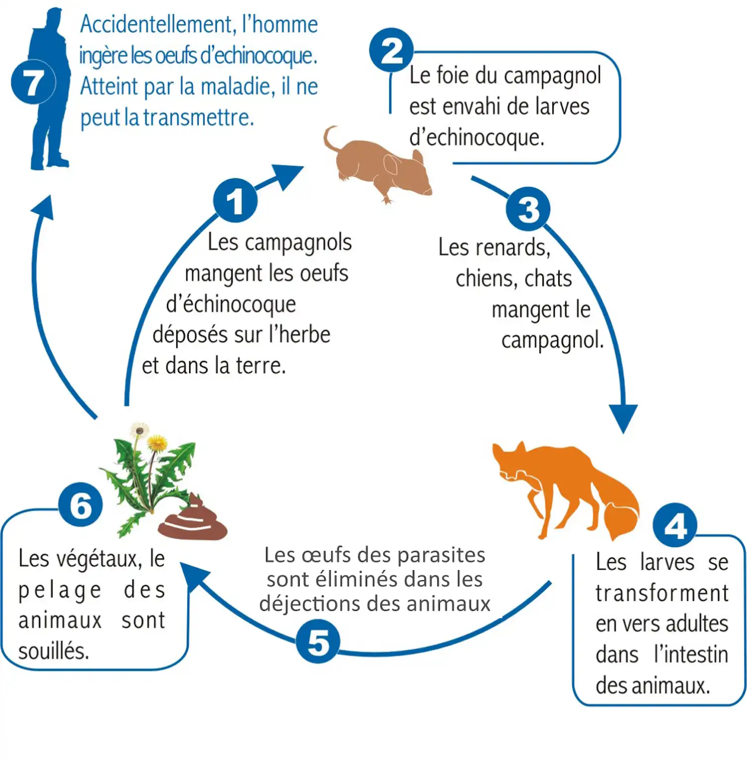 Le cycle de reproduction de l'echinocoque