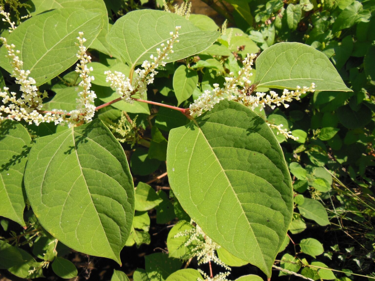 La renouée du Japon, une "invasive" comestible — free download
