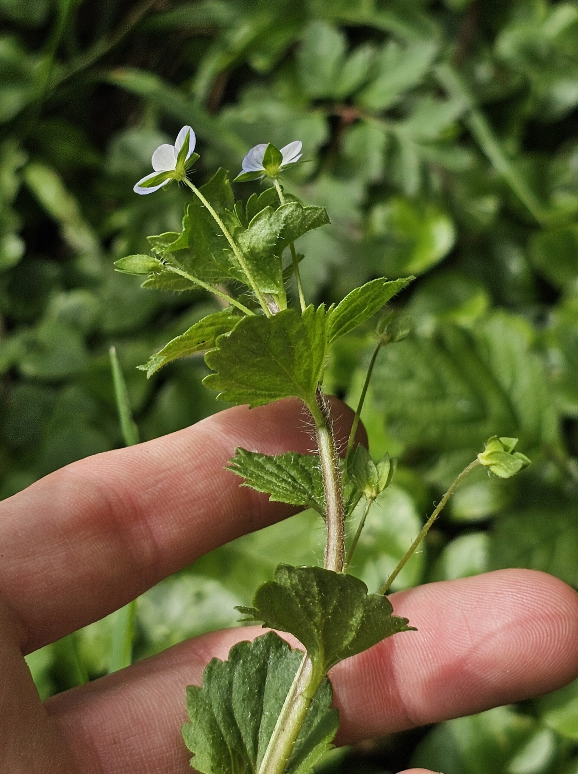 Tige pubescente de la véronique de Perse