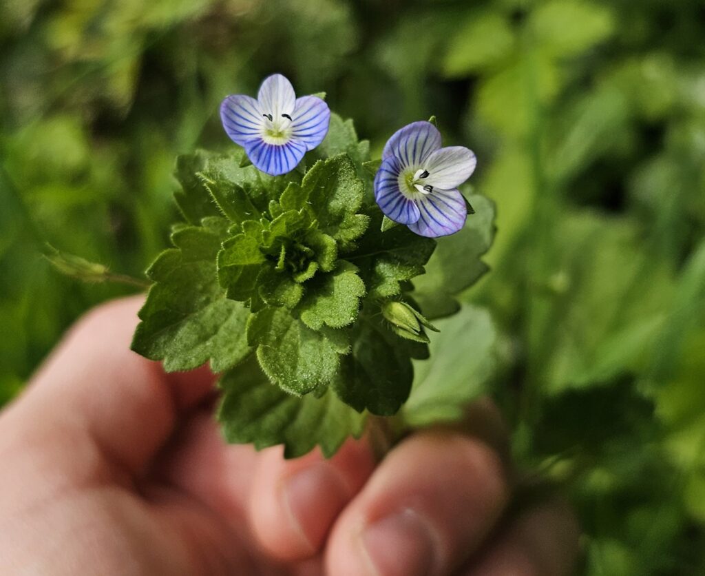 Véronique de perse, comestible ou non