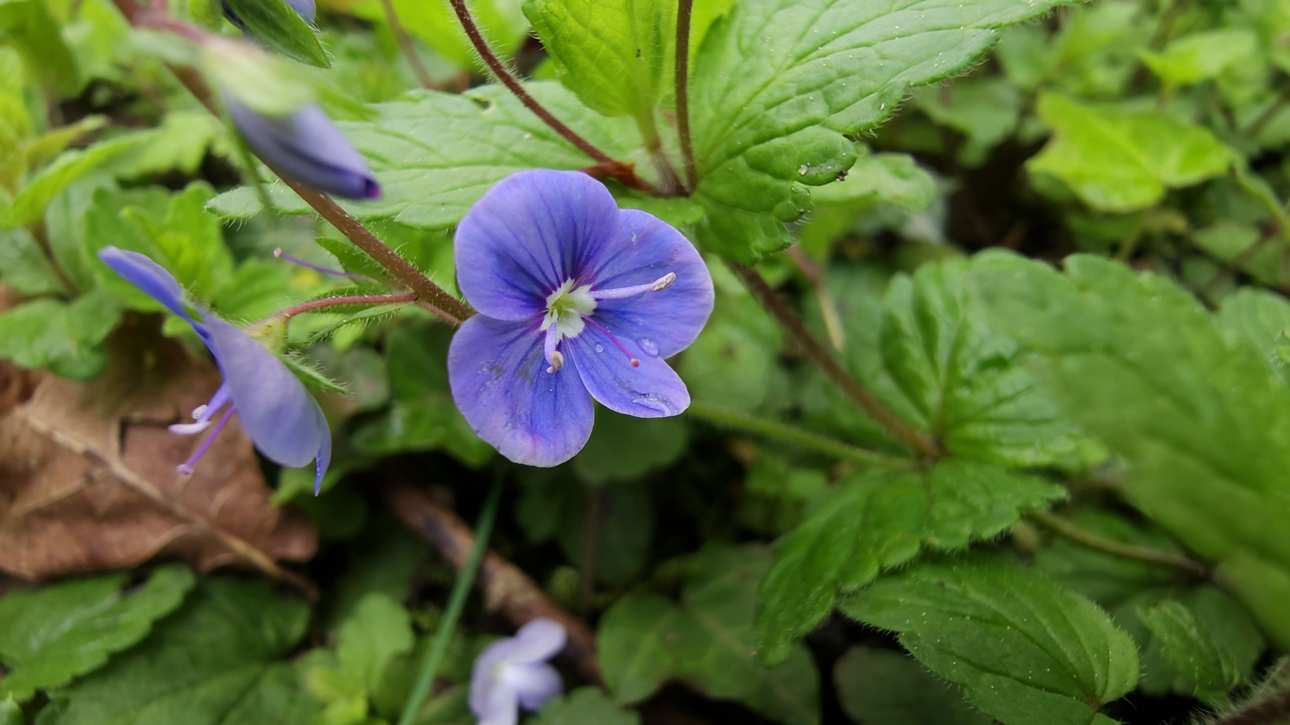Fleur de véronique petit-chêne