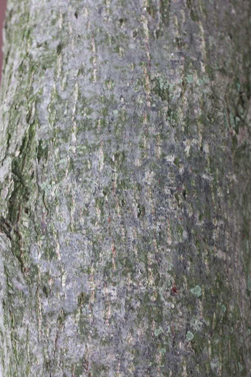 L'écorce de tilia cordata, tilleul à petites feuilles