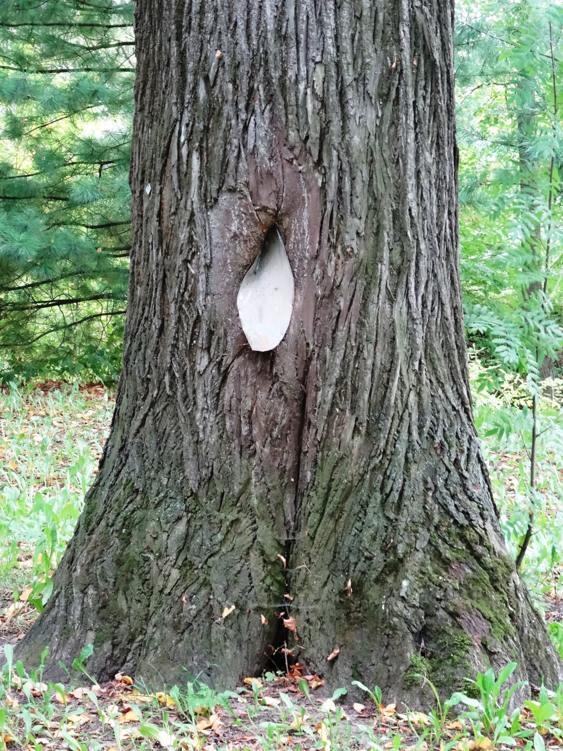 écorce de tilia cordata, tilleul à petites feuilles