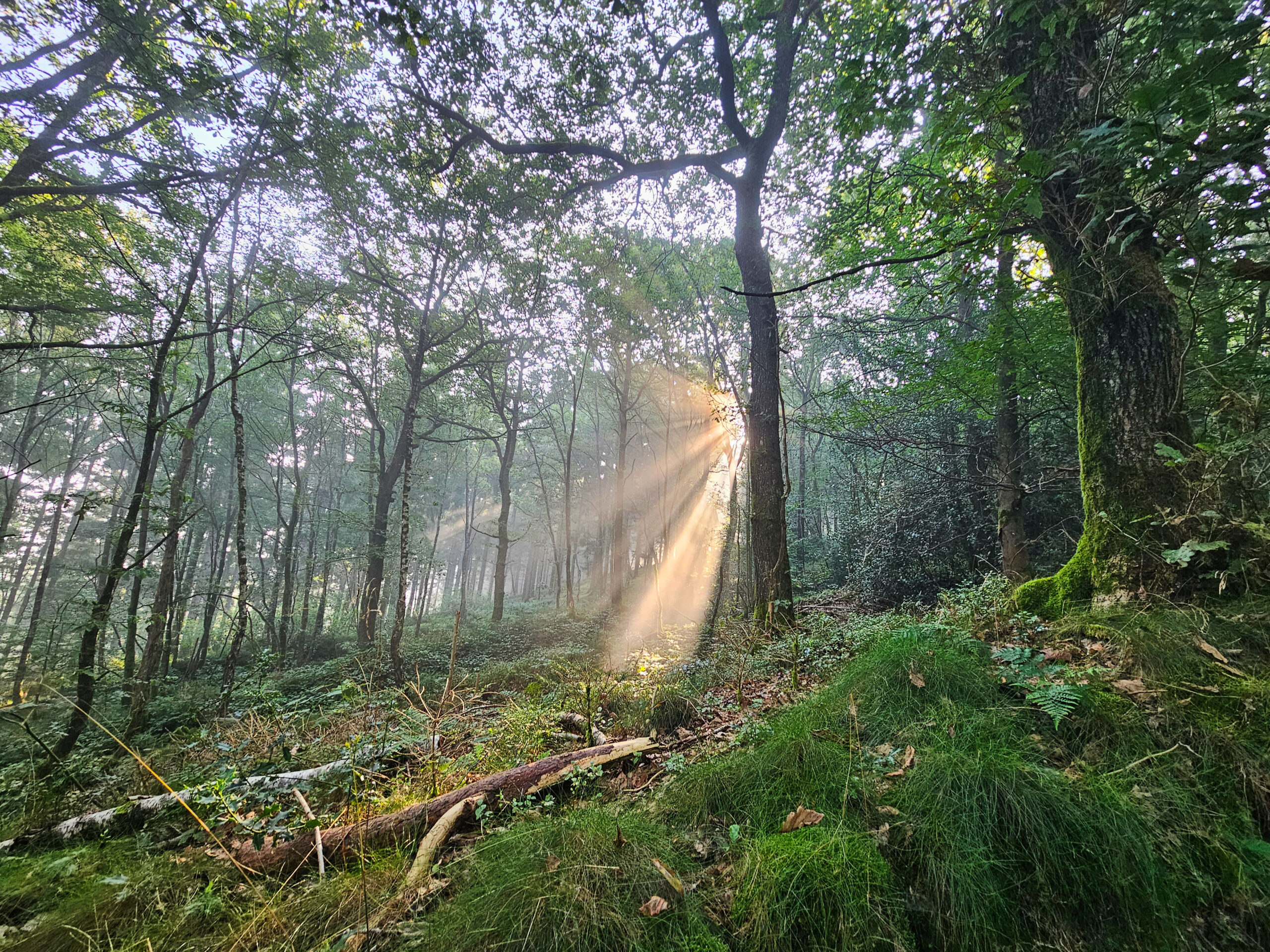 La forêt des Ardennes en septembre