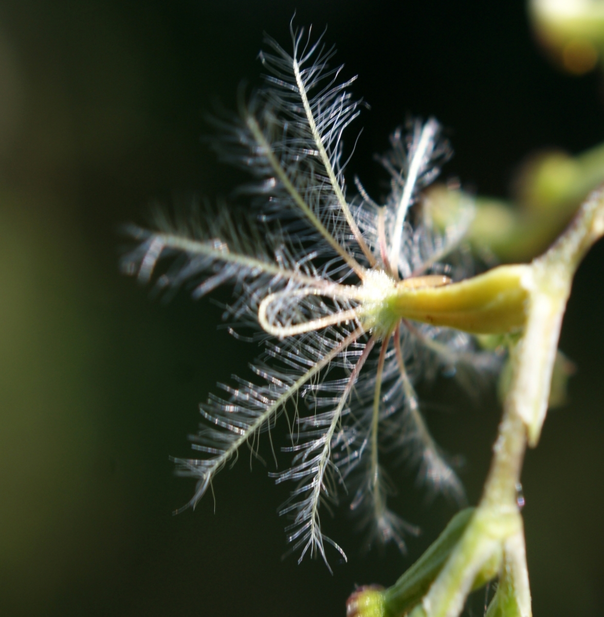 Akène de la valériane officinale.