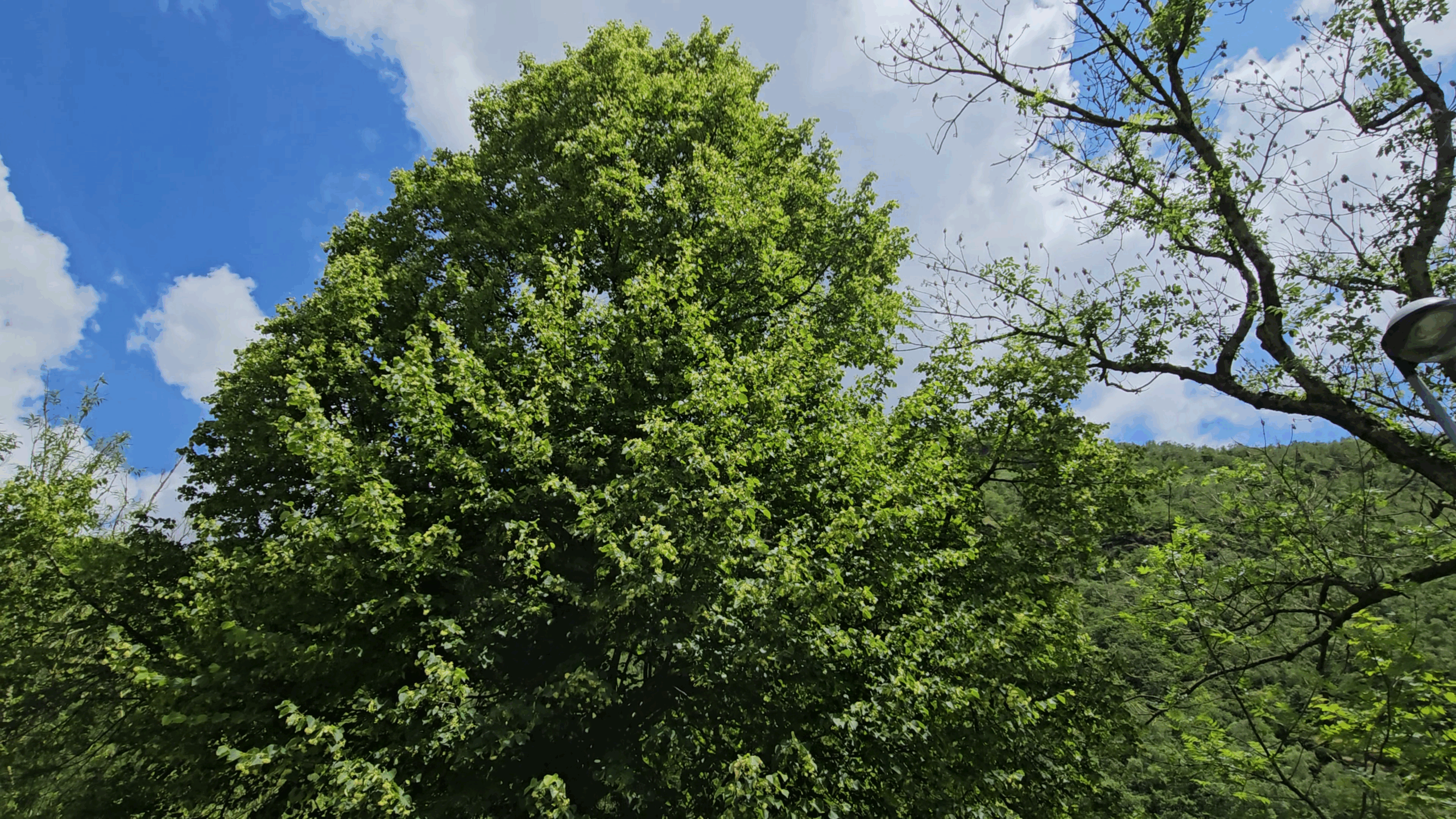 port tilleul à petites feuilles