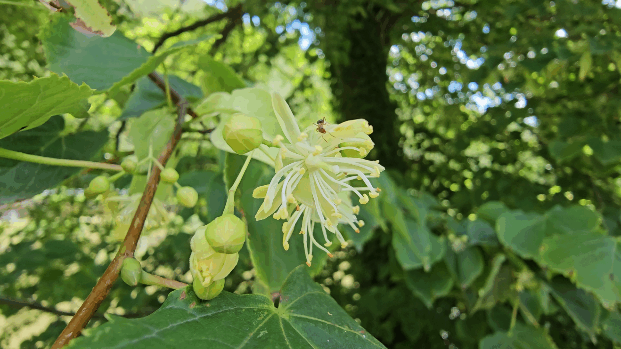 Fleurs du tilleul à petites feuilles