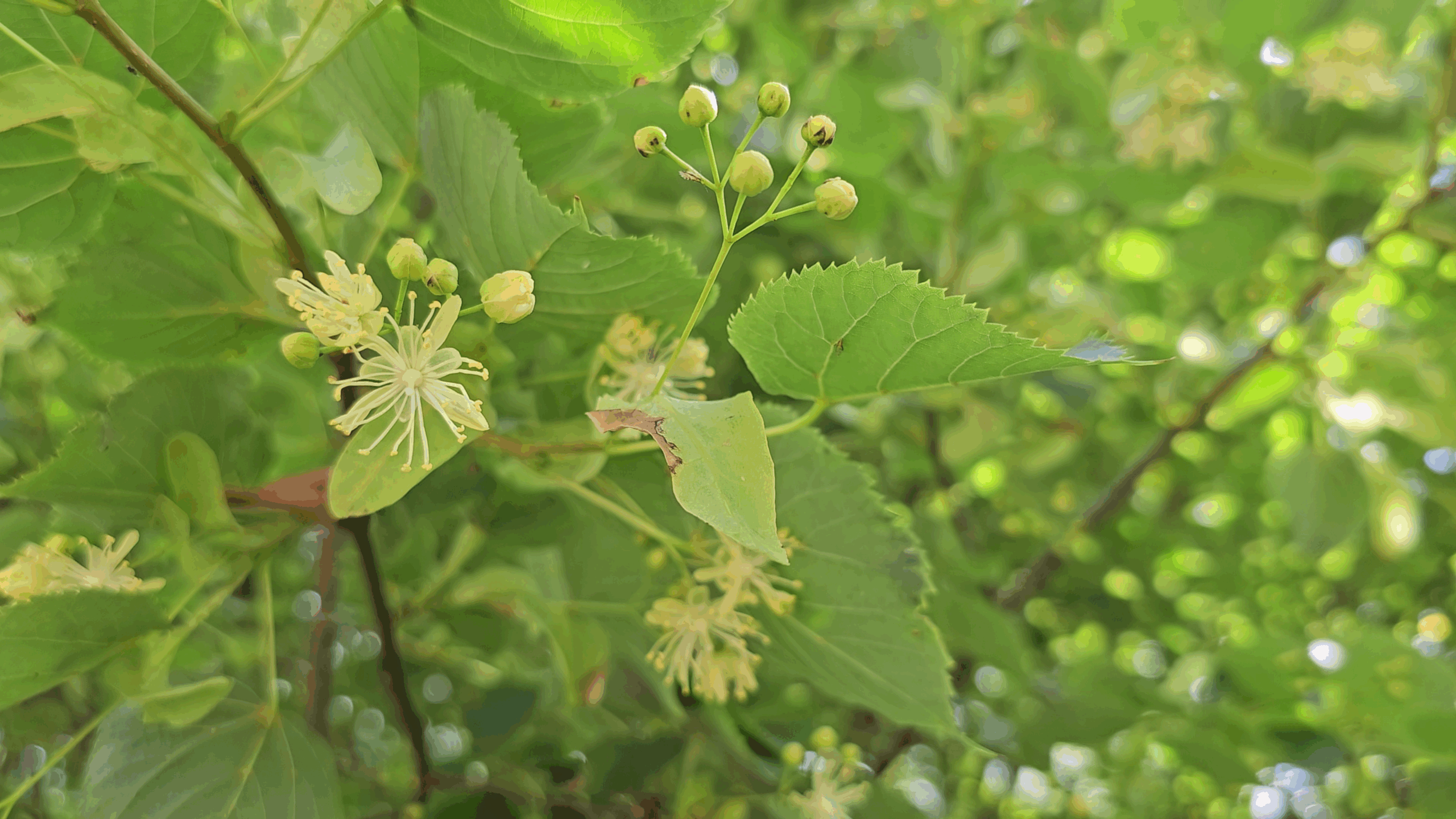 inflorescence des tilleuls à petites feuilles tilia cordata