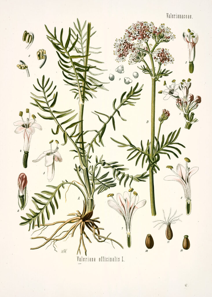 Illustration botanique de la valériane officinale.