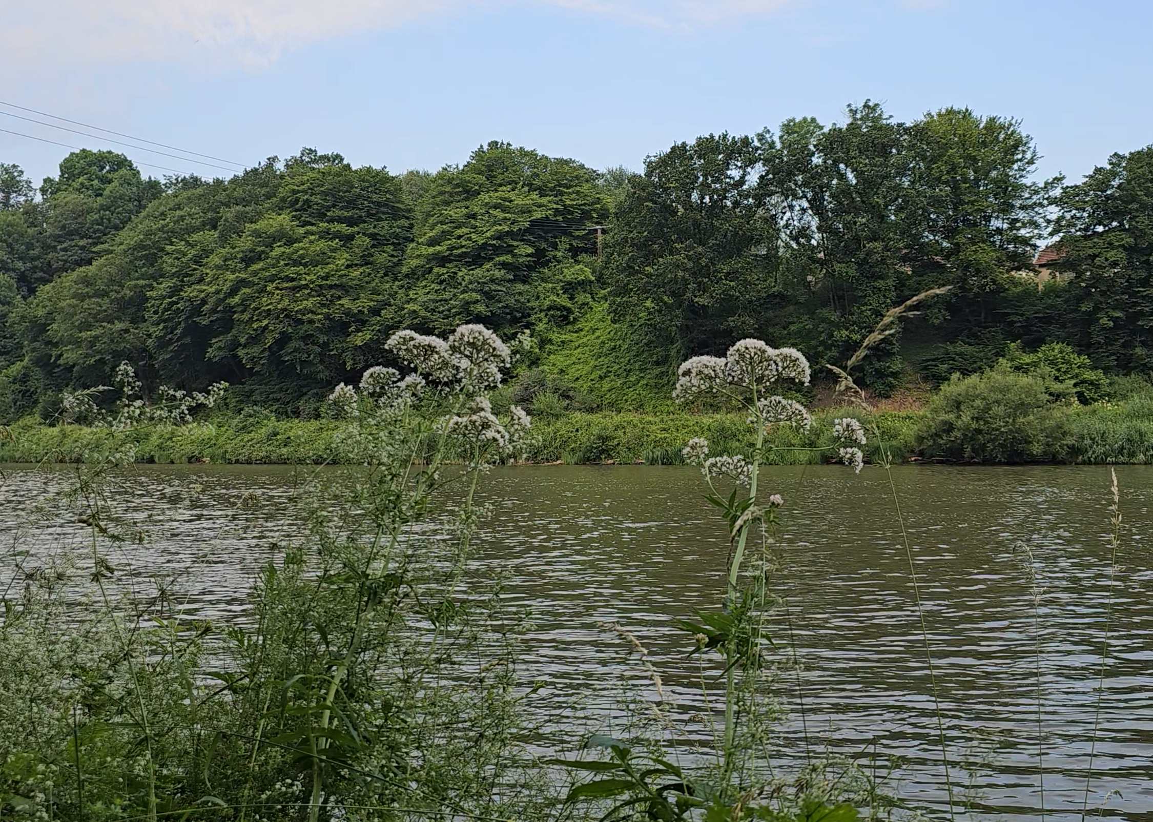 Milieux et sol de la valériane officinale