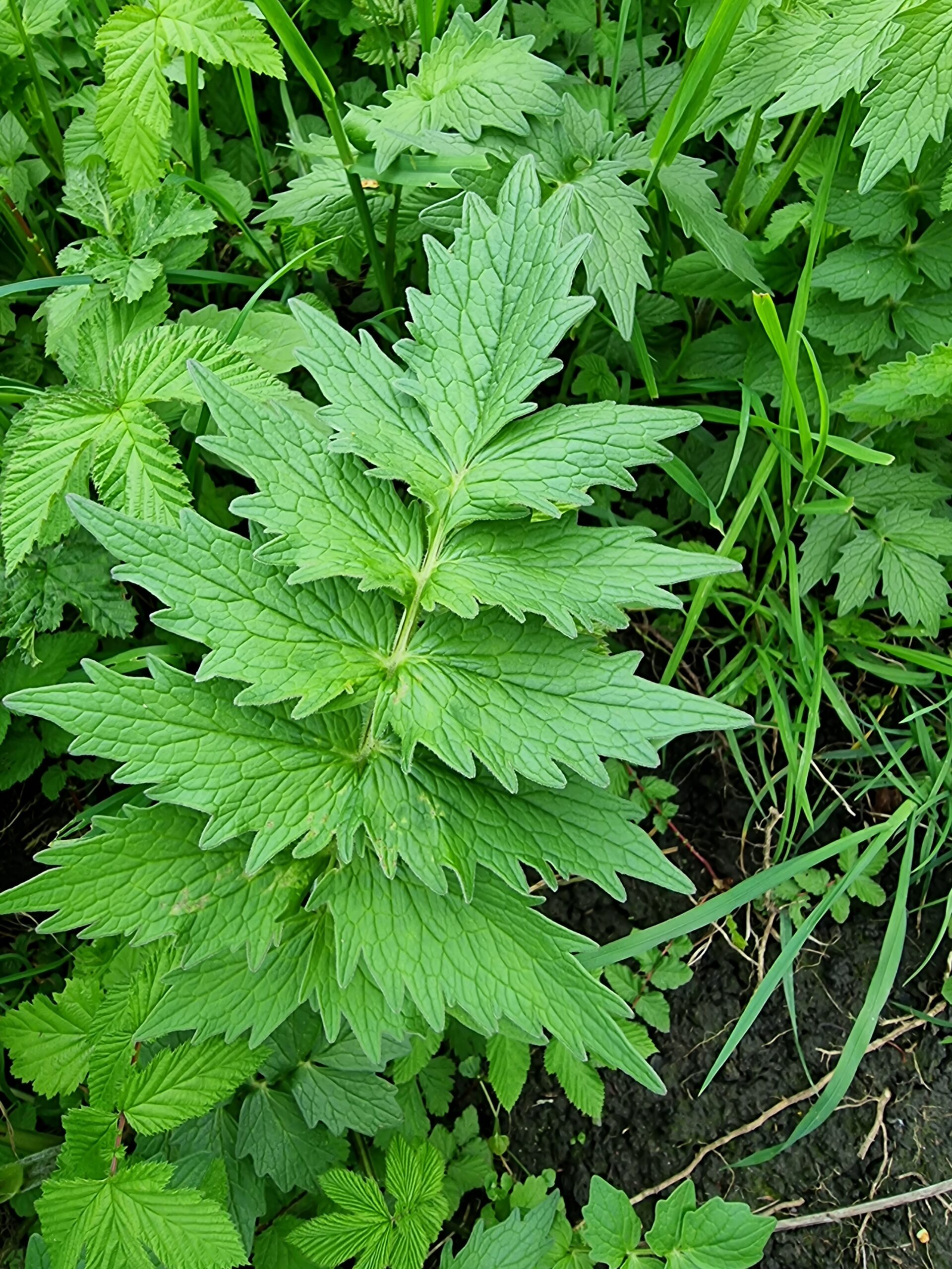 Valériane officinale
