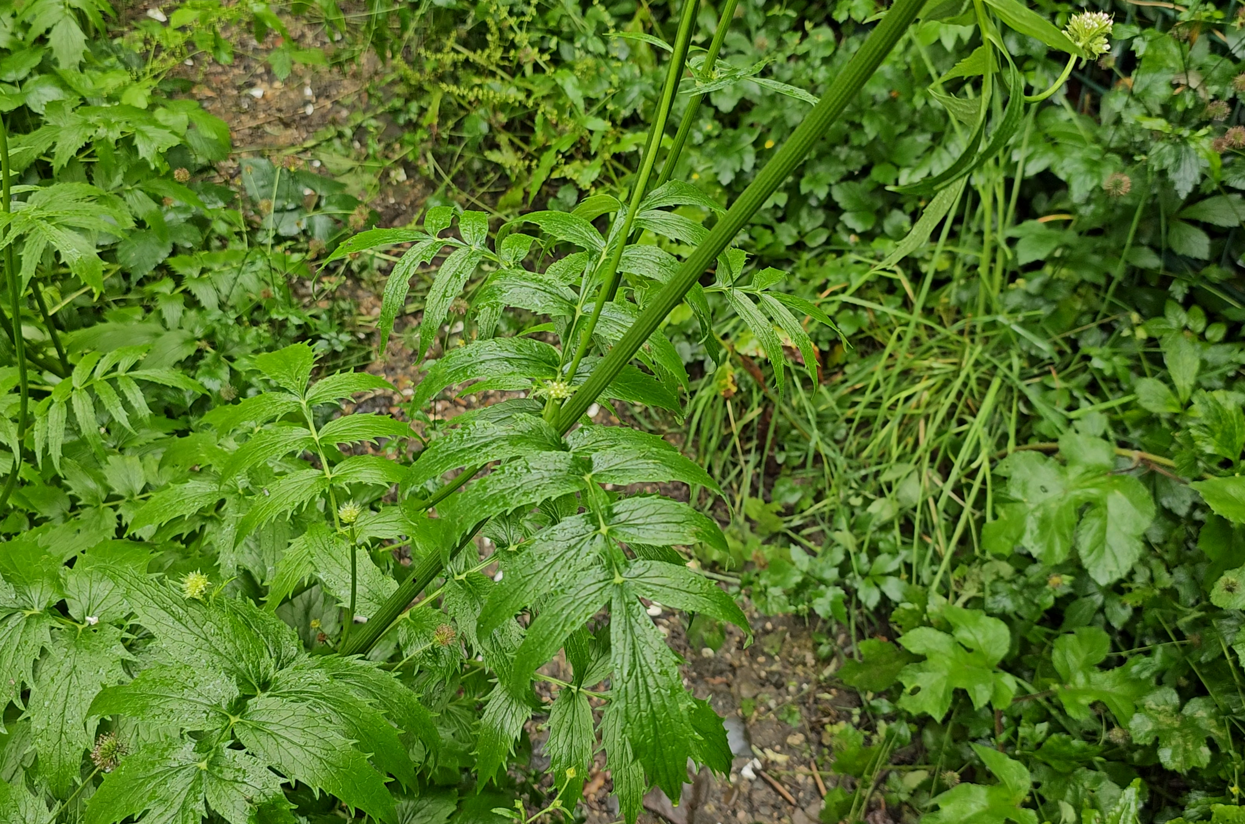 Feuilles caulinaires de la valériane officinale