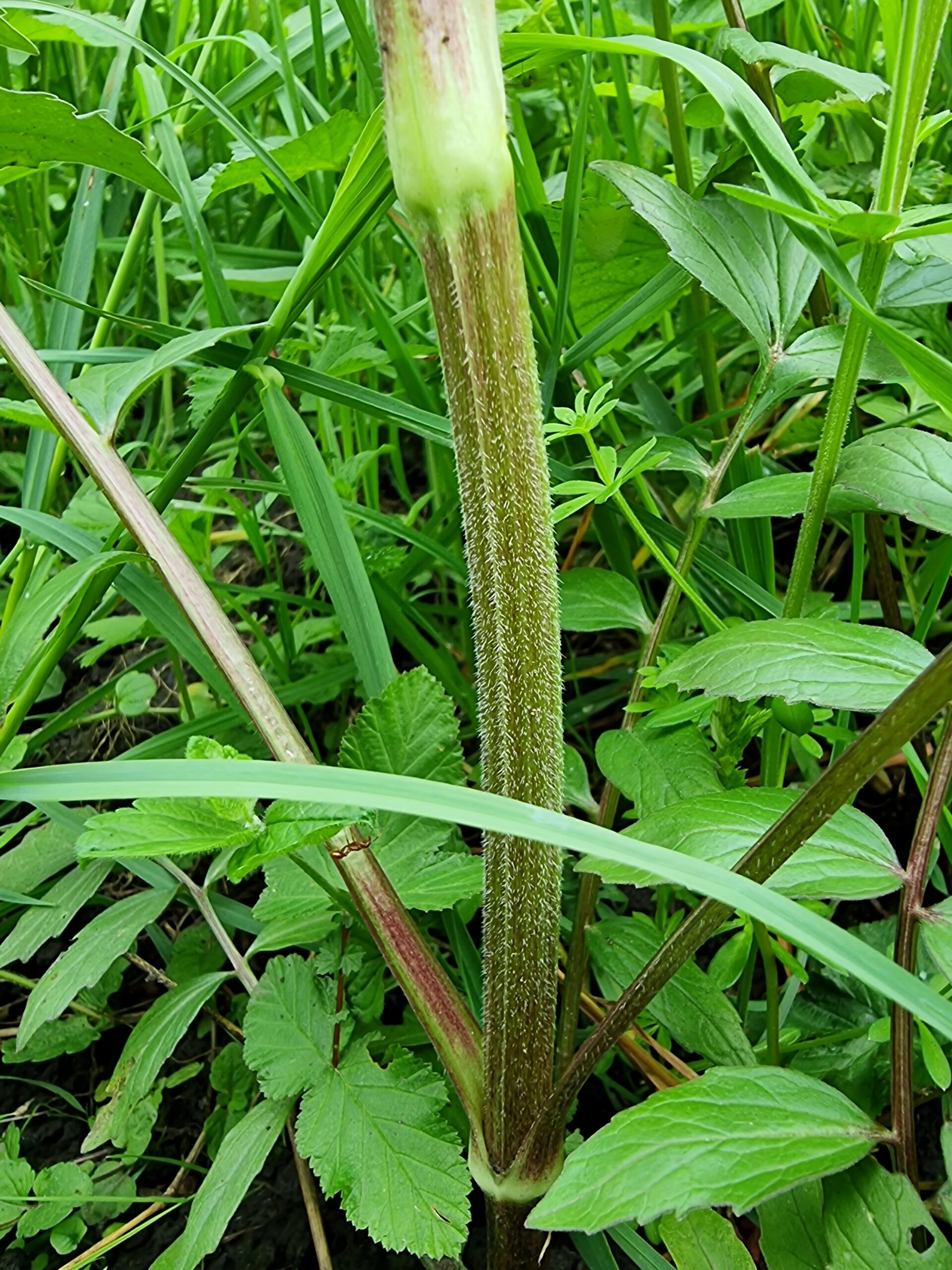 La tige cylindrique sillonnée est pubescente chez la valériane rampante (Valeriana officinalis subsp. sambucifolia).