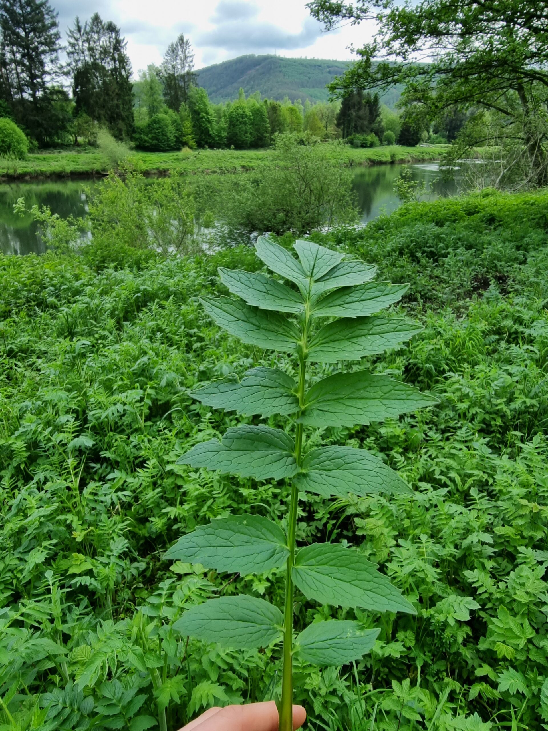 Feuille de valériane officinale