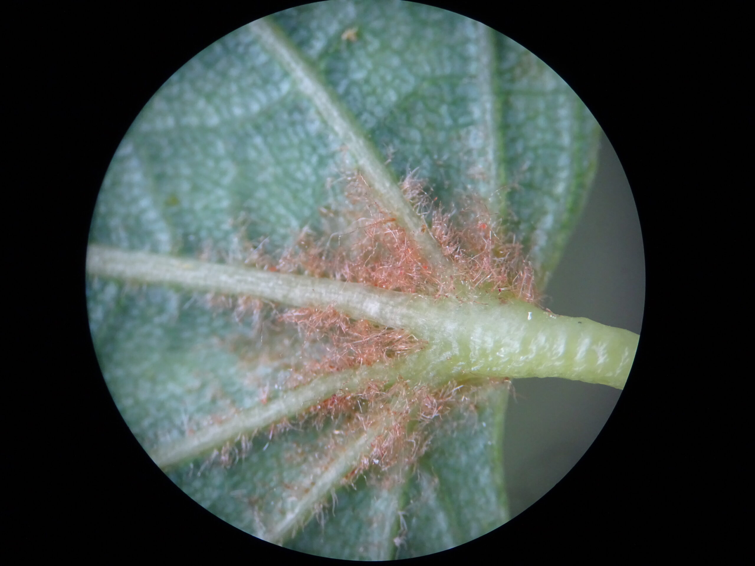 poils roux tilia cordata