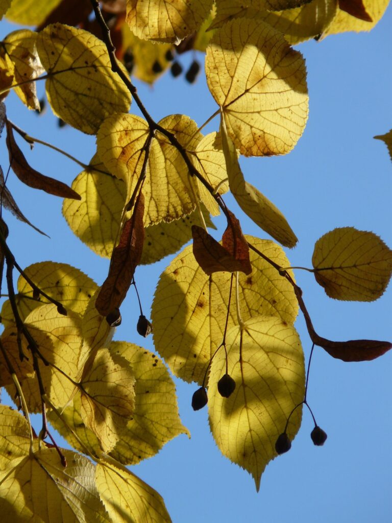 tilleul en automne