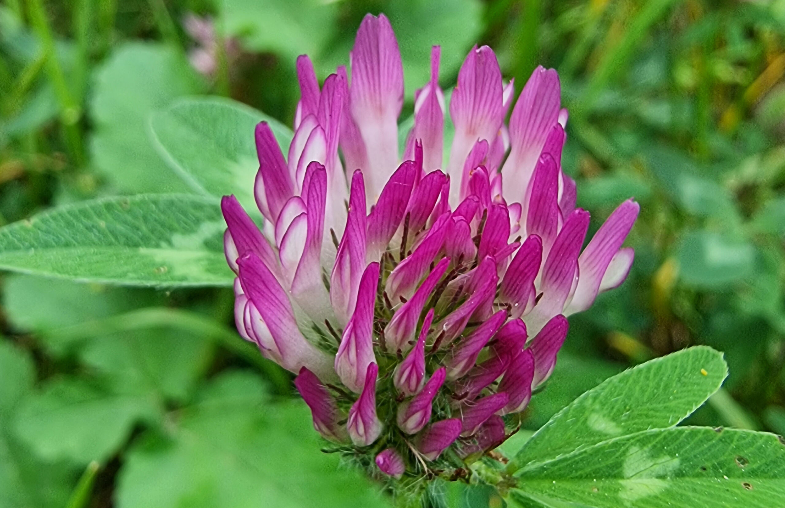 Le trèfle des prés est une plante comestible.