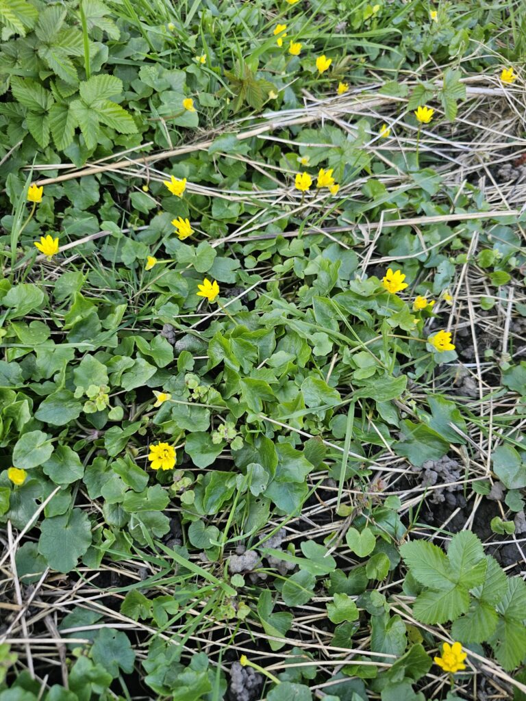 La ficaire forme des tapis