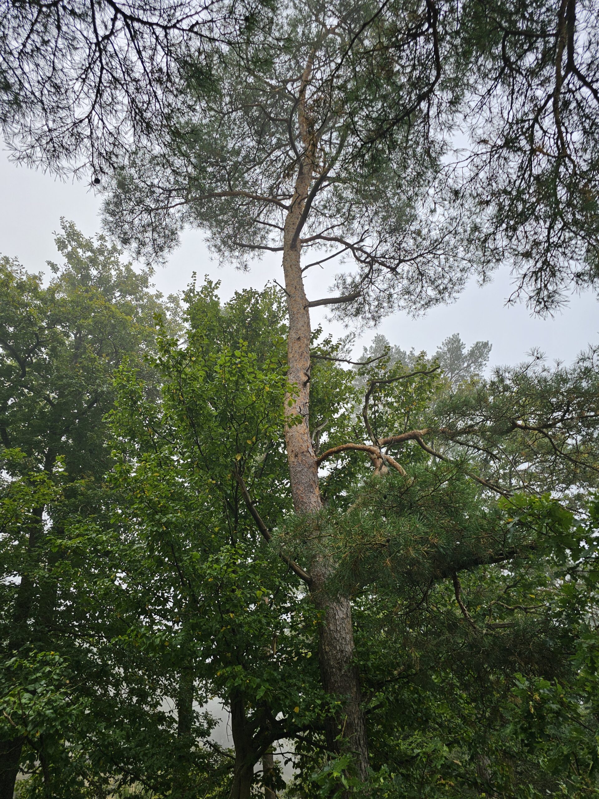 Tronc du pin sylvestre