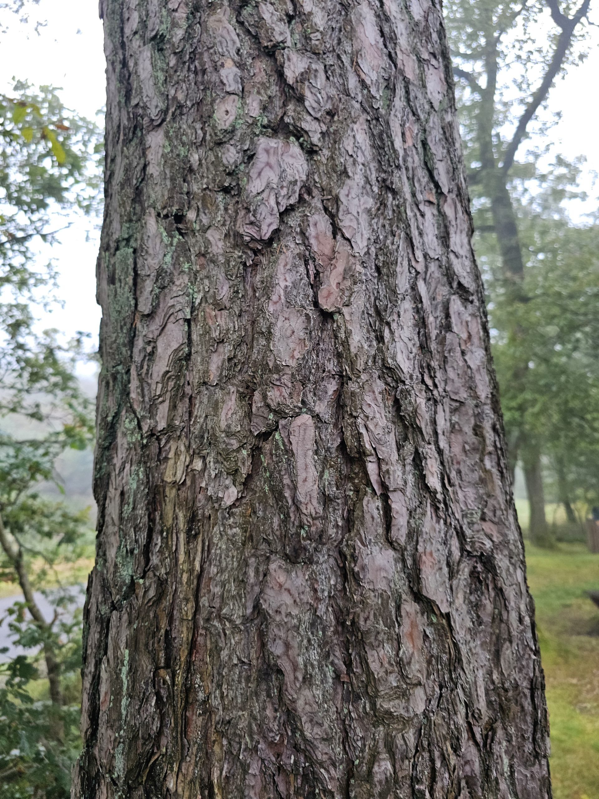 écorce du pin sylvestre