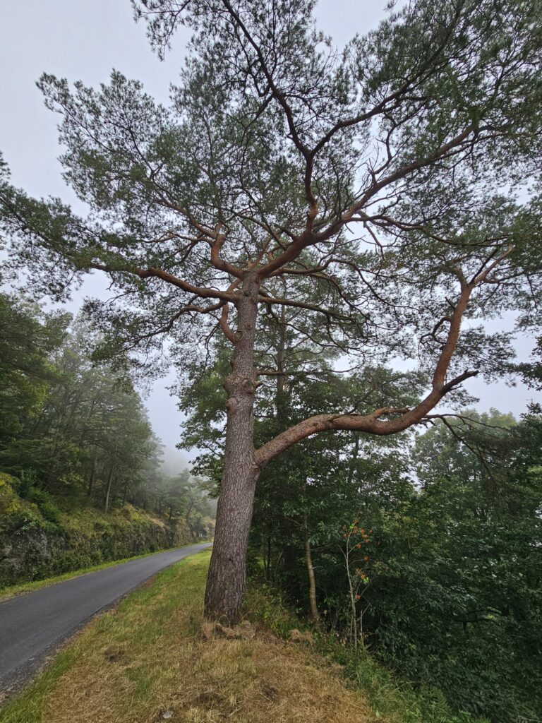 Tronc bicolore du pin sylvestre