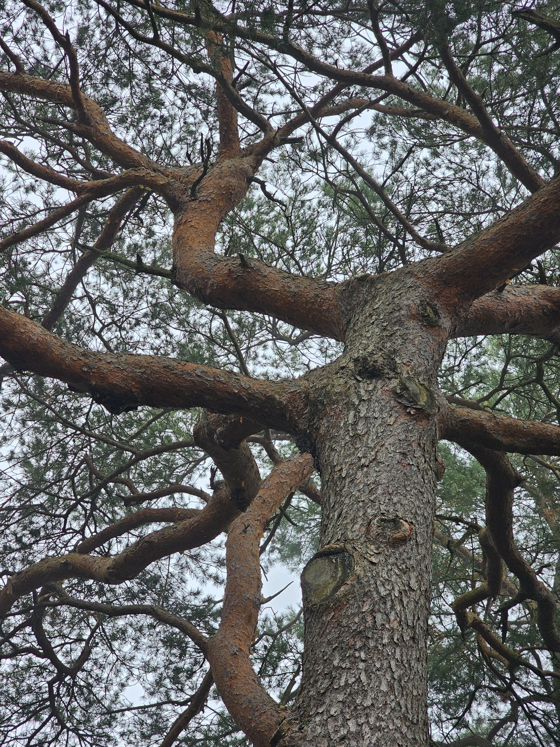 un tronc bicolore caractéristique du Pinus sylvestris