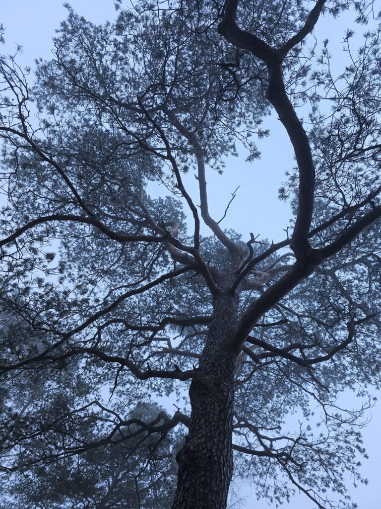 Légendes et traditions du pin sylvestre.