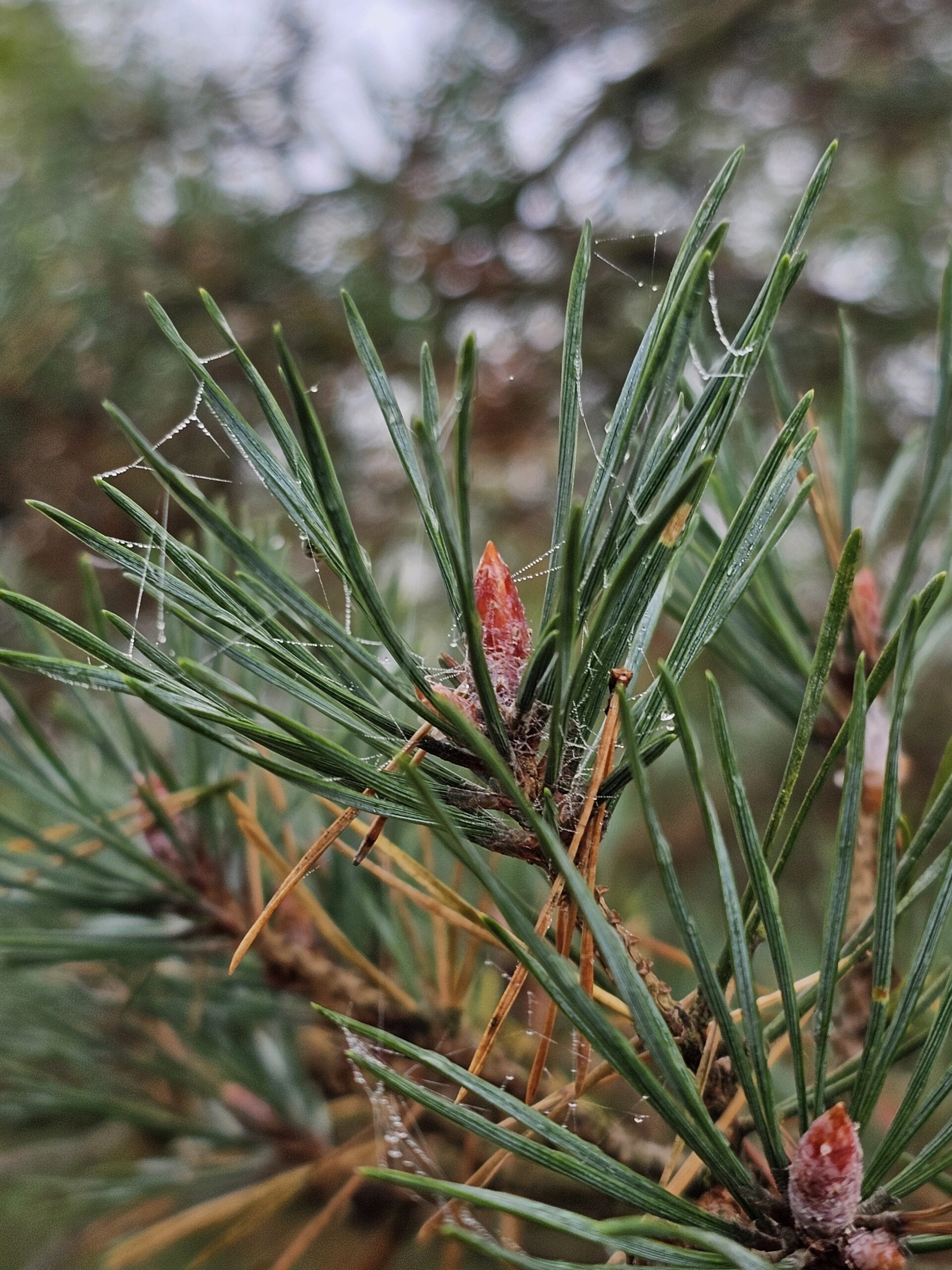 Feuilles de pin sylvestre