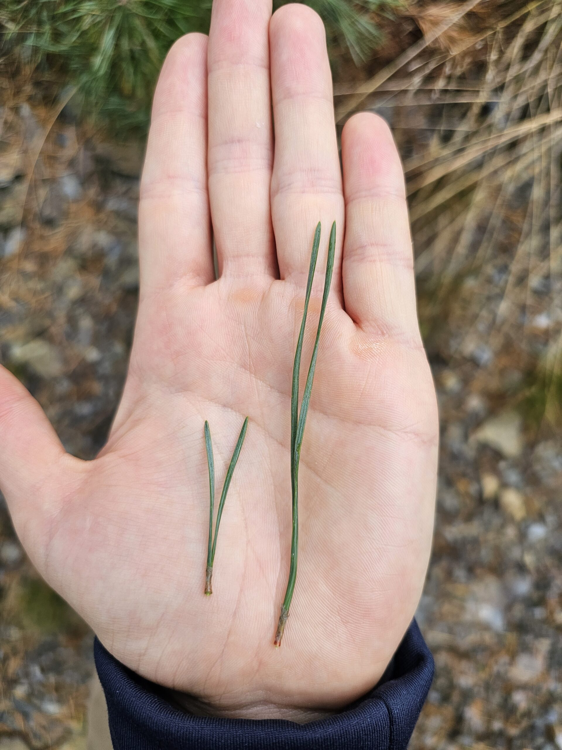 Les aiguilles du pin sylvestre mesurent entre 3 et 8 cm selon les individus.