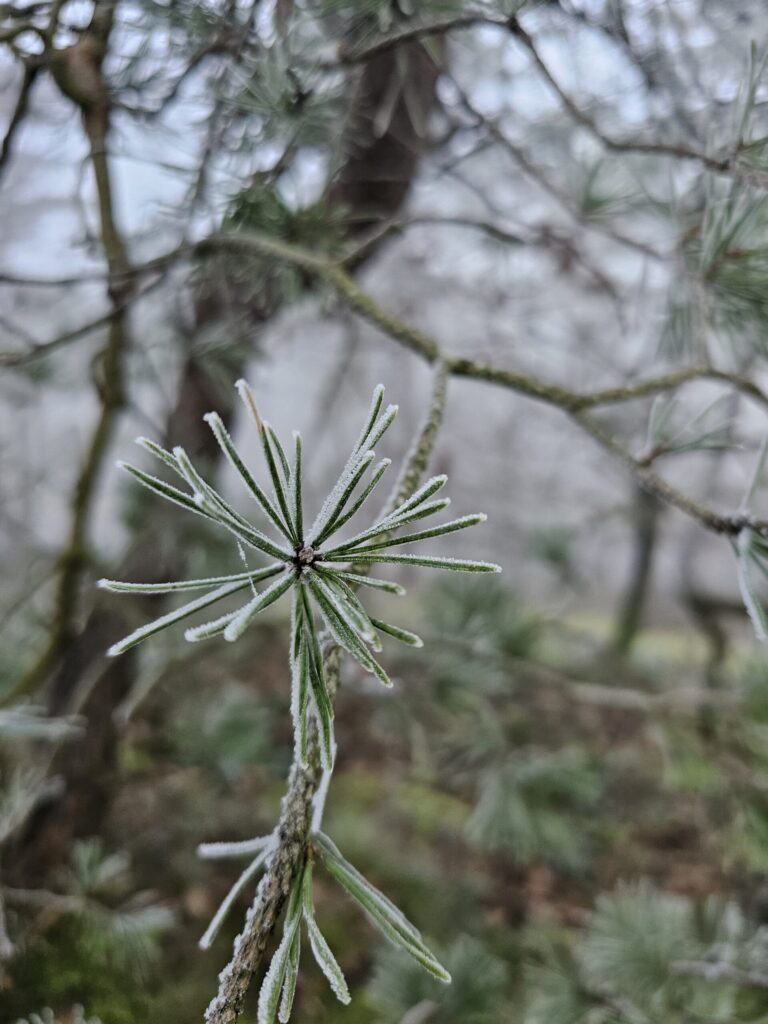 Aiguilles de pin sylvestre gelées.