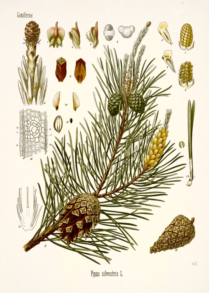 Illustration botanique du pin sylvestre