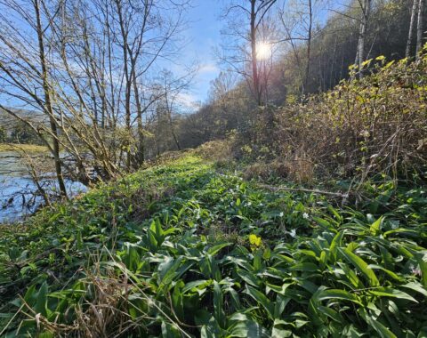 L'ail des ours est une plante comestible.