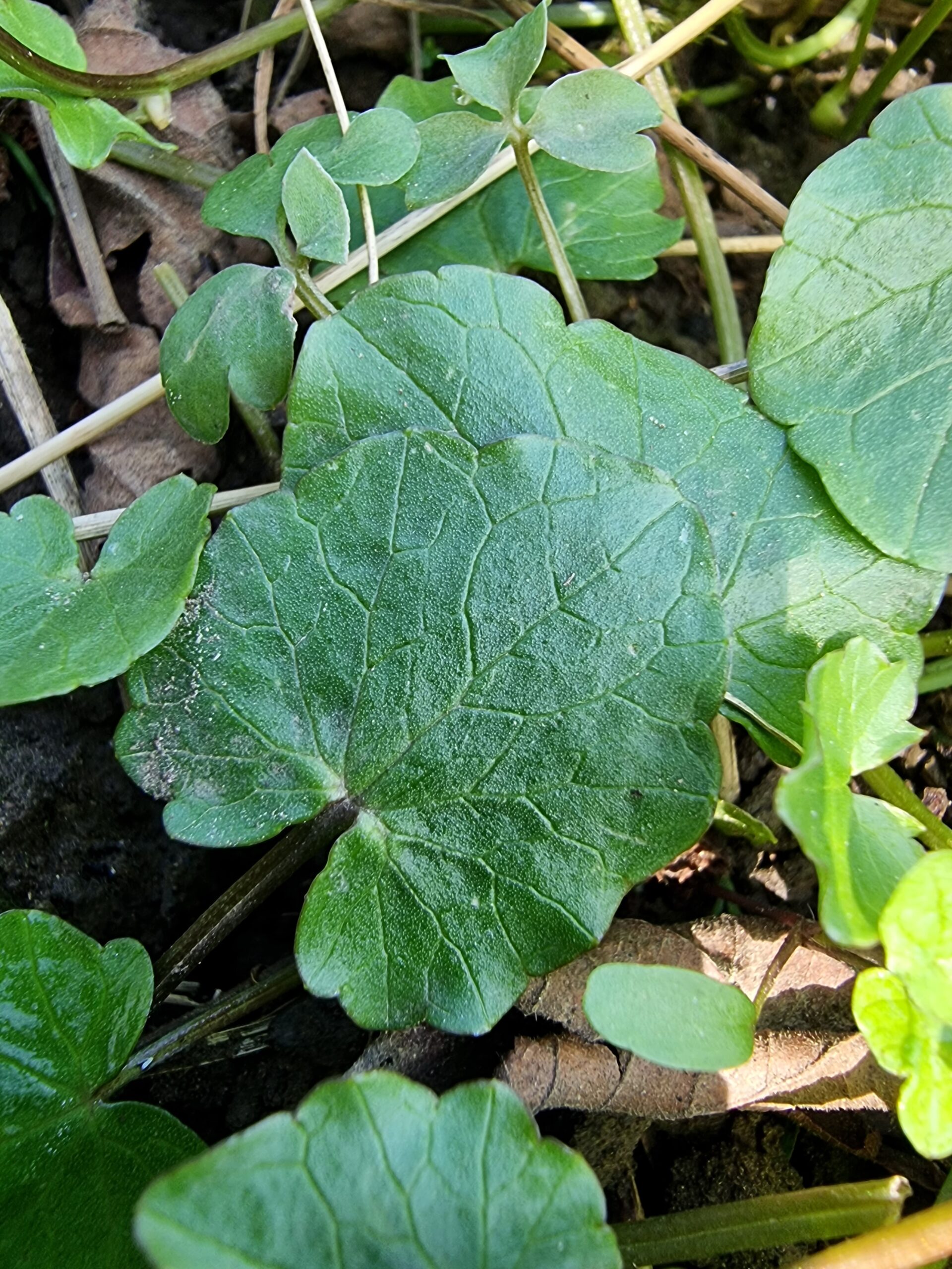 La feuille de la ficaire (ficaria verna)