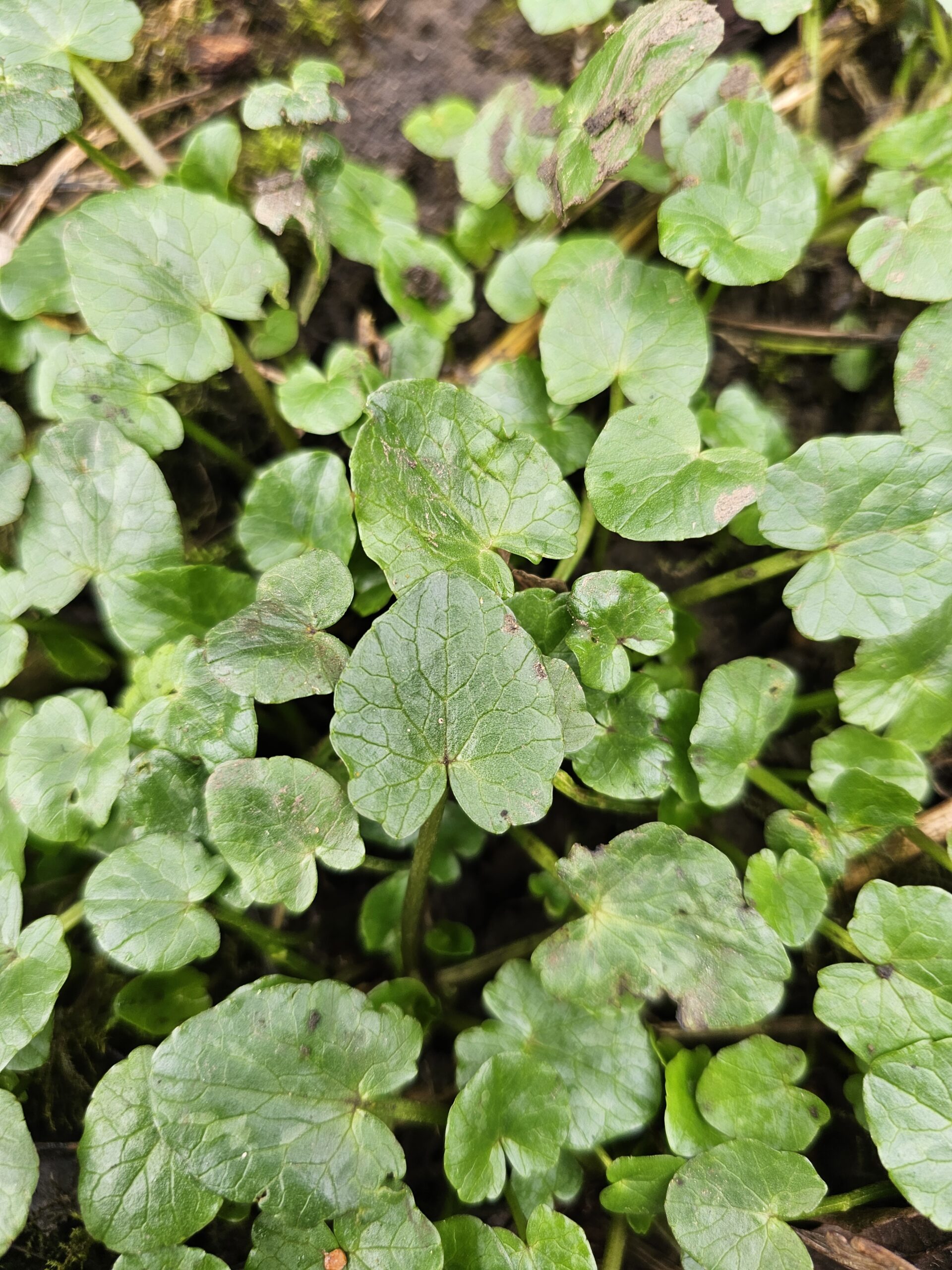 Feuilles de la ficaire (ficaria verna)