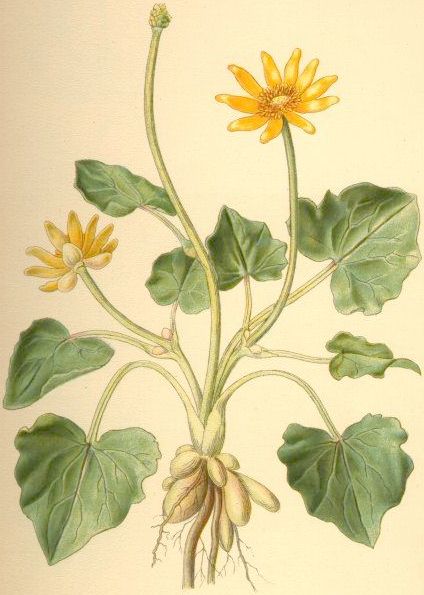 Illustration de la ficaire (Ficaria verna)