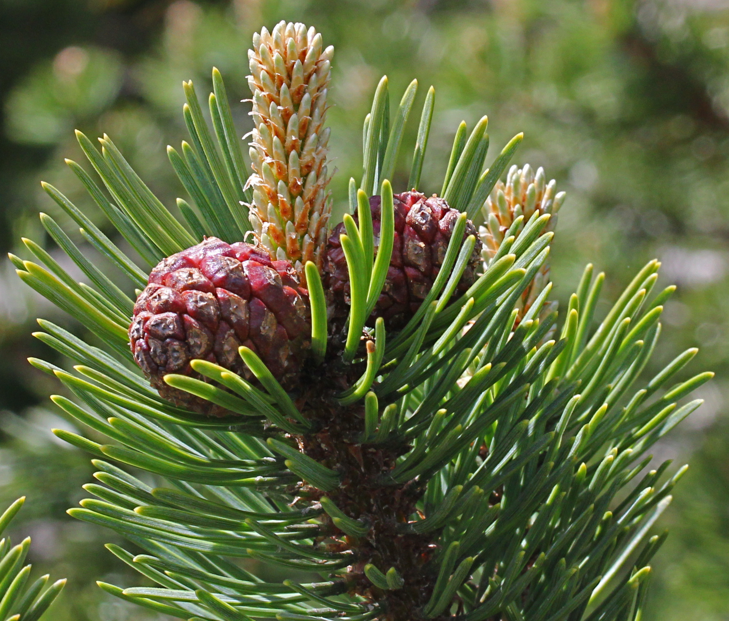 fleurs mâles et inflorescence femelle pin sylvestre