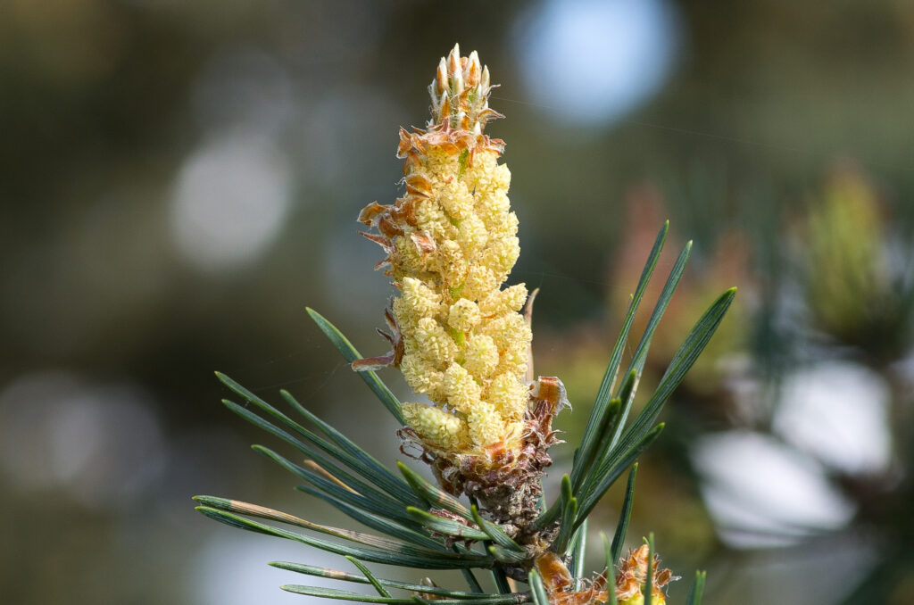 Fleurs mâles du pin sylvestre