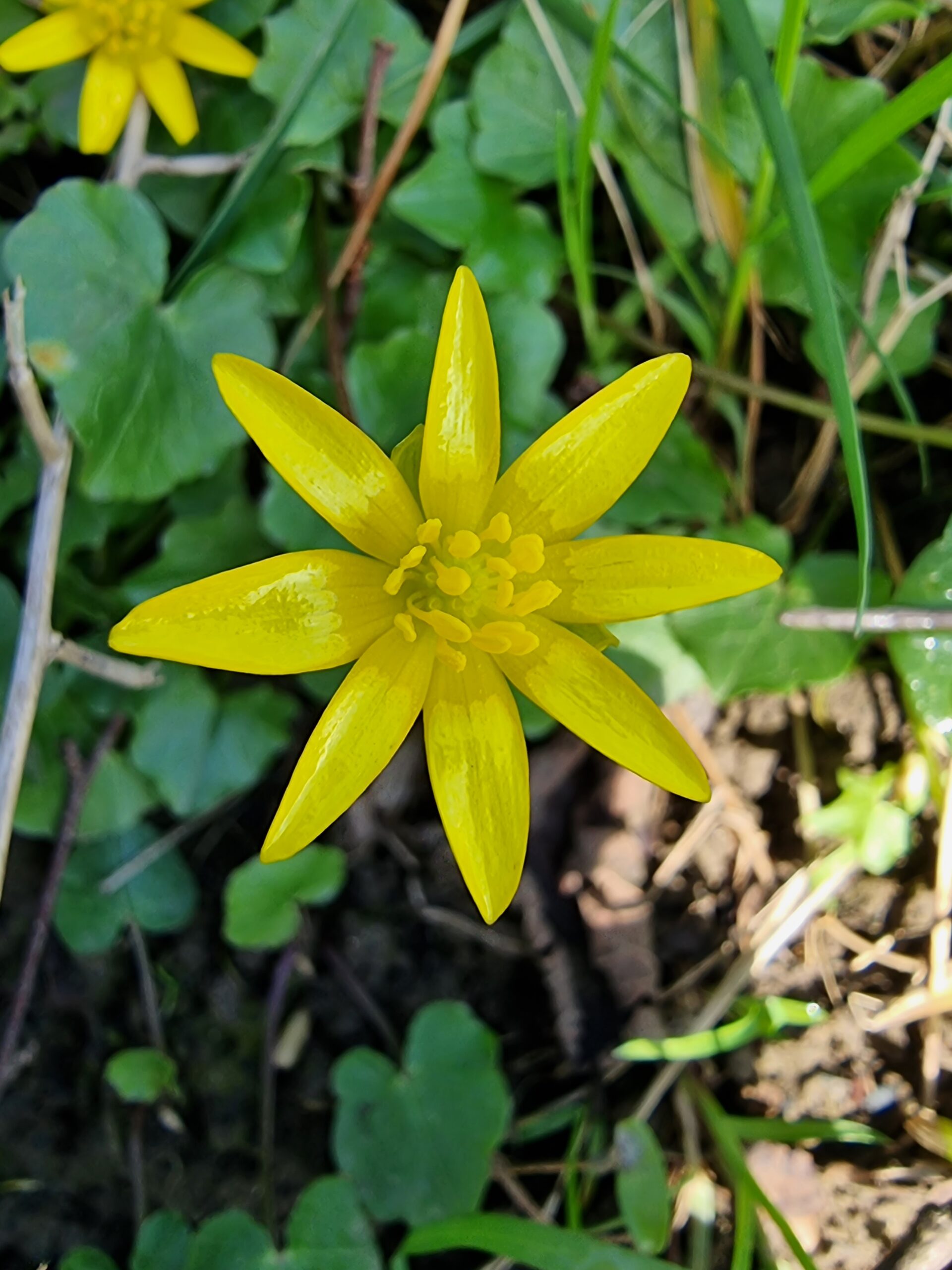 La fleur de la ficaire (ficaria verna)